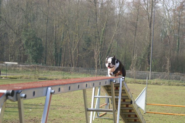 agilty 2013-03-03