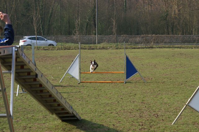 agilty 2013-03-03