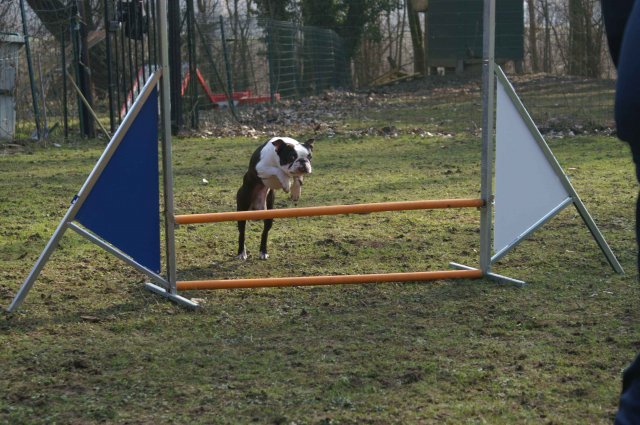 agilty 2013-03-03