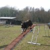 agilty 2013-03-03