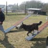 agilty 2013-03-03