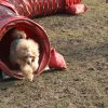 agilty 2013-03-03