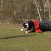 agilty 2013-03-03