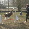 agilty 2013-03-03