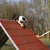 agilty 2013-03-03