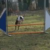 agilty 2013-03-03