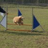 agilty 2013-03-03