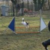 agilty 2013-03-03