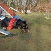 agilty 2013-03-03