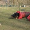 agilty 2013-03-03