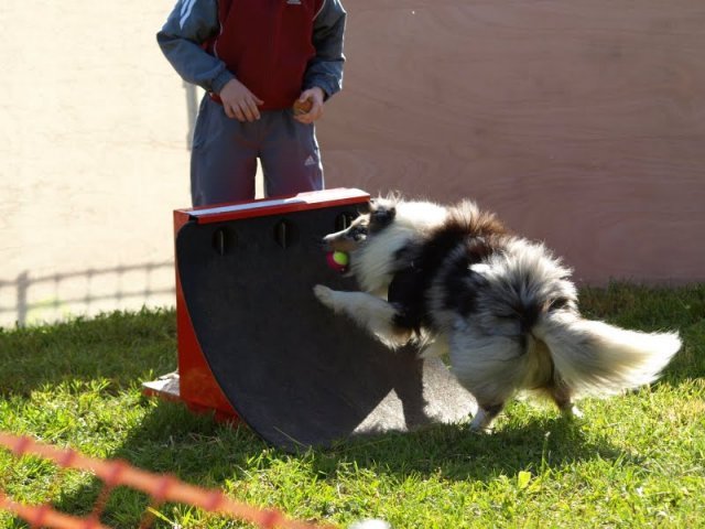 flyball-2009