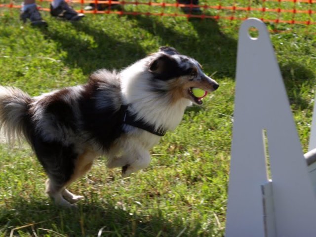flyball-2009
