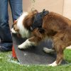 flyball-2009