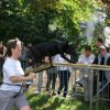 foire aux haricots septembre 2009